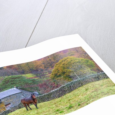 Horse in a field by Assaf Frank